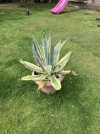 2 agave cactussen, Enlèvement, Plante fixe