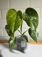 monstera deliciosa variegata, Enlèvement