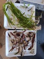 Aquarium planten, Ophalen