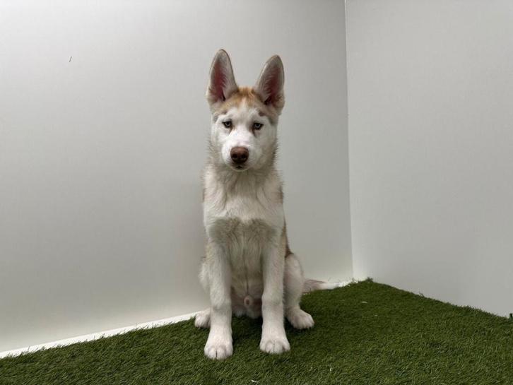 Siberische Husky puberpups, Dieren en Toebehoren, Honden | Poolhonden, Keeshonden en Oertypen, Reu, Poolhond, Fokker | Professioneel