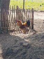 Brahma hanen, Animaux & Accessoires