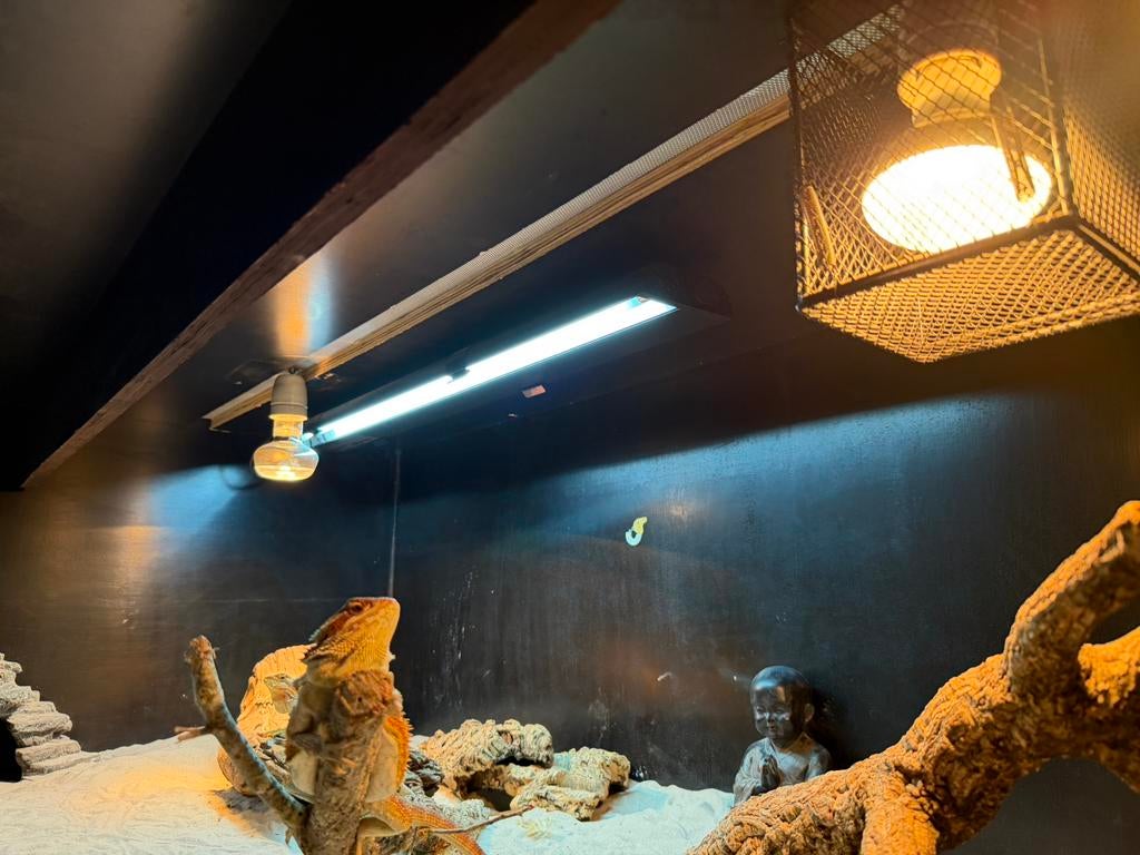 Mooi terrarium met 2 baardagamen, Enlèvement, Comme neuf