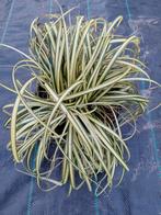 Carex Evergold, Tuin en Terras, Planten | Tuinplanten, Ophalen, Halfschaduw