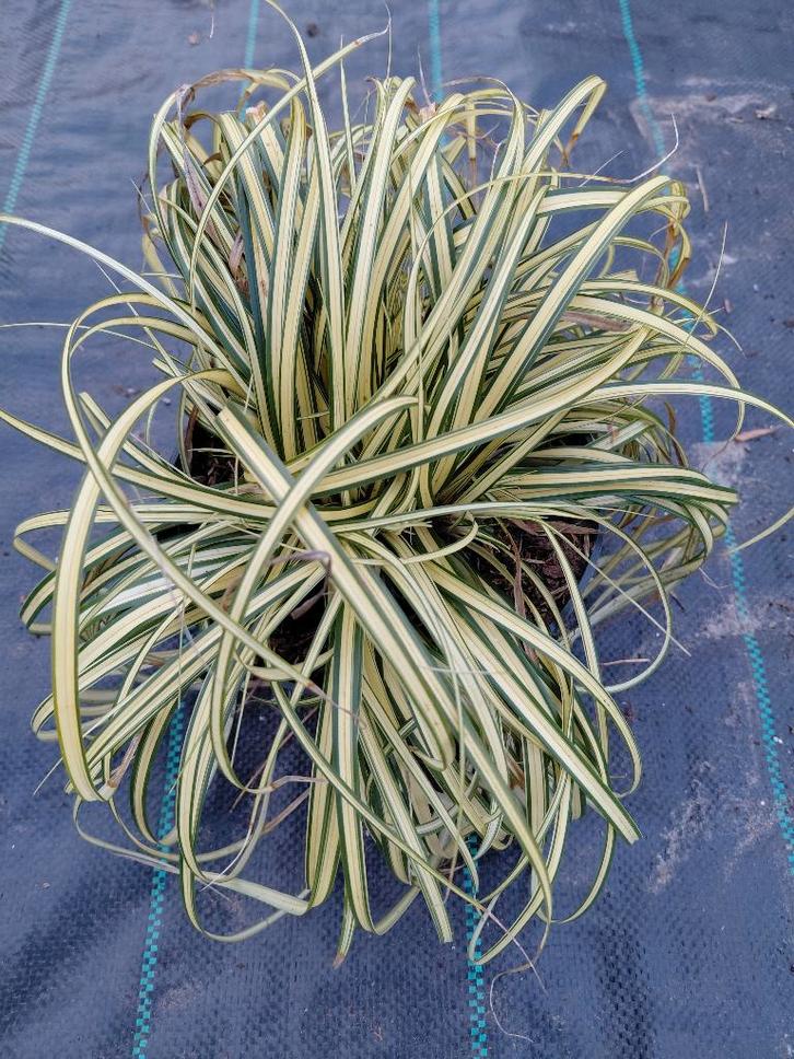 Carex Evergold, Tuin en Terras, Planten | Tuinplanten, Halfschaduw, Ophalen