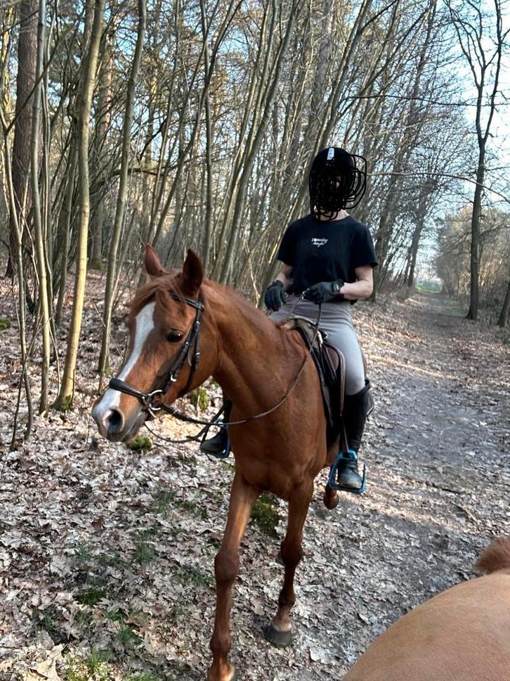 Mooie 148 merrie, Dieren en Toebehoren, Pony's, Merrie, Zadelmak