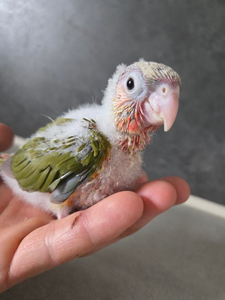 Bébé perroquet apprivoisé, Animaux & Accessoires, Oiseaux | Perruches & Perroquets, Perroquet