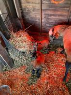 Kameroen lammen, Dieren en Toebehoren, Schapen, Geiten en Varkens, Mannelijk, Schaap, 0 tot 2 jaar