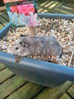 Mooie cavia beertjes, Dieren en Toebehoren, Januari, Cavia