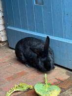 Reuzevlinder, Mâle, Grand, 0 à 2 ans