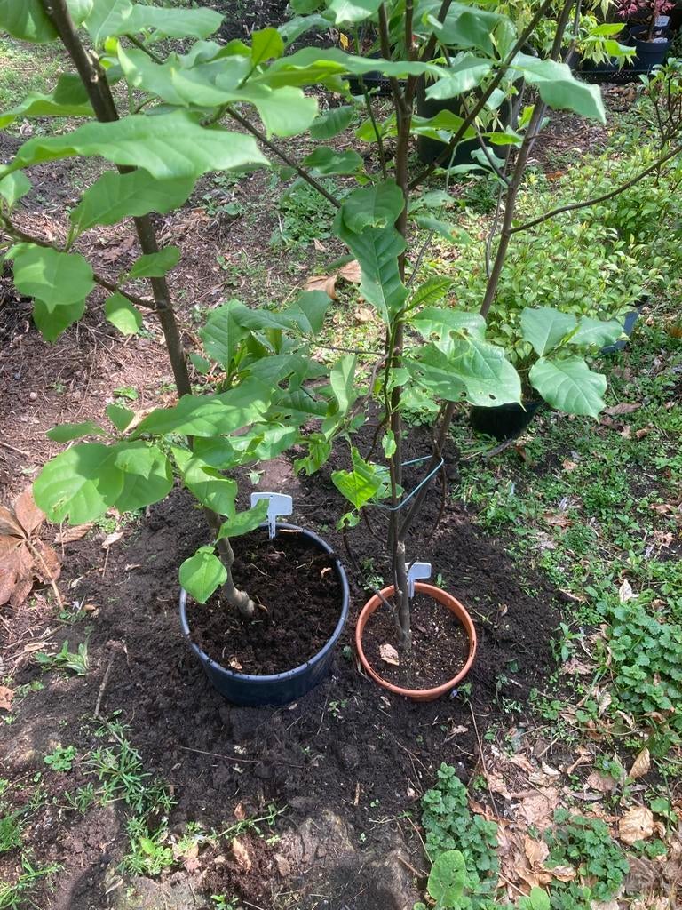 Magnolia black beauty - 2 stuks, Ophalen, 100 tot 250 cm, Overige soorten, Lente