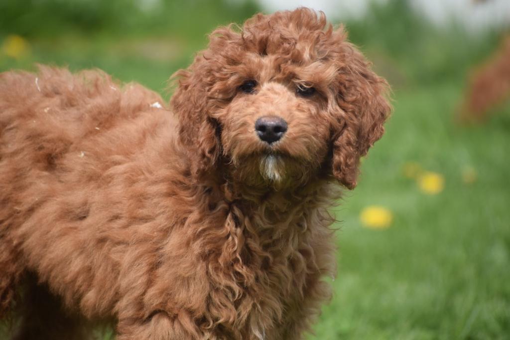 Chiots Labradoodle, Animaux & Accessoires, Chiens | Sans pedigree, 15 semaines à 1 an, Hépatite contagieuse (maladie de Rubarth)