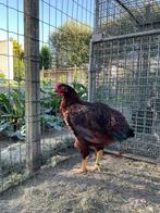 Jonge haan Rhode Island red, Dieren en Toebehoren, Pluimvee