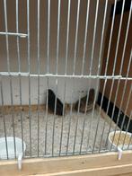 Kwartels, Dieren en Toebehoren