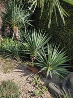 Palmlelie, winterharde yucca, Tuin en Terras, Planten | Tuinplanten, Ophalen of Verzenden