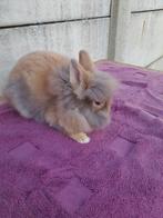 Dwergkonijntje leeuwenkopje