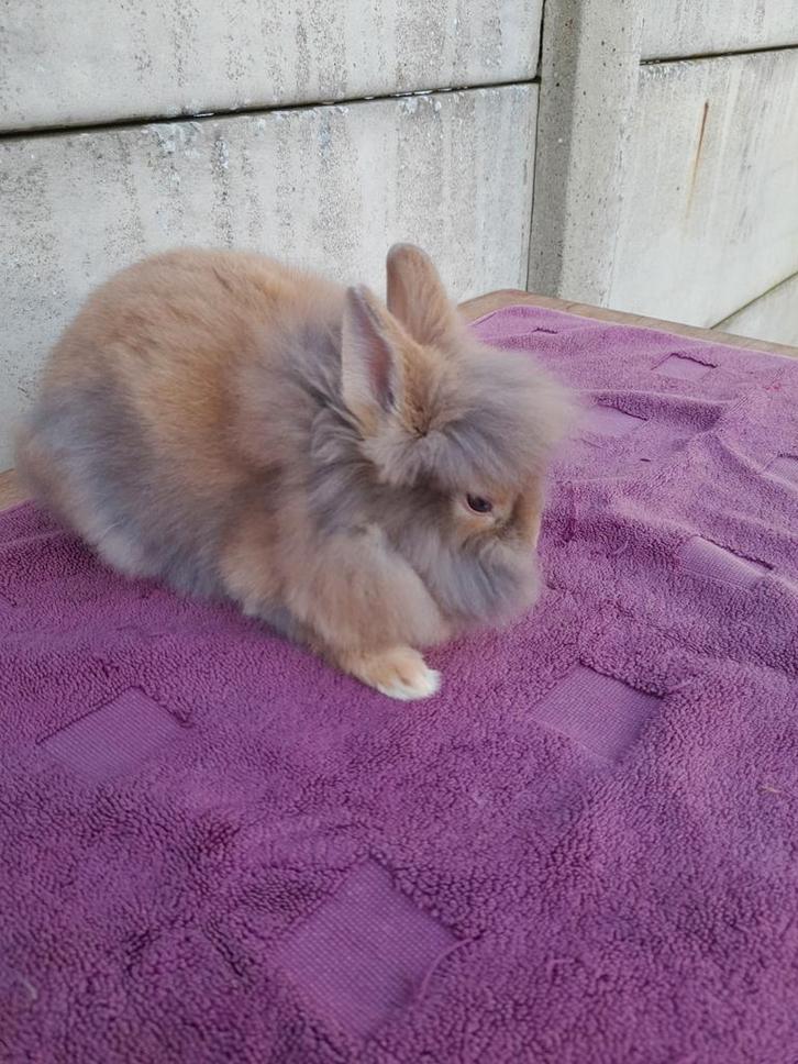 Dwergkonijntje leeuwenkopje, Animaux & Accessoires, Lapins