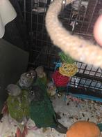 Babyconures