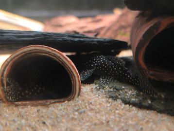 Hypancistrus L136a beschikbaar voor biedingen