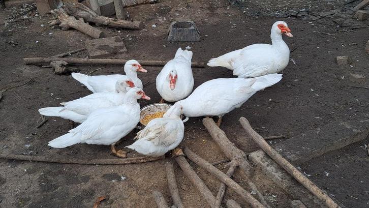 Barberie wit, Dieren en Toebehoren, Pluimvee, Eend, Meerdere dieren