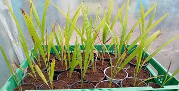 Trachycarpus fortunei ( 3 ans ), Plein soleil, Été, Plante fixe, Enlèvement ou Envoi
