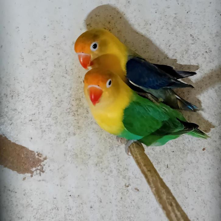 2 mooie koppels Fischeries, Dieren en Toebehoren, Vogels | Parkieten en Papegaaien, Dwergpapegaai of Agapornis, Meerdere dieren