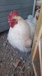 Broedeitjes isabel cochin, Dieren en Toebehoren, Pluimvee