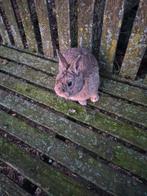 Dwergkonijn Ram, Dieren en Toebehoren, Mannelijk, Dwerg, 0 tot 2 jaar