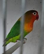 Agapornis fischeri wildkleur pop, Dieren en Toebehoren, Vogels | Parkieten en Papegaaien, Vrouwelijk, Dwergpapegaai of Agapornis