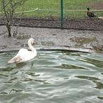 Knobbelzwaan, Dieren en Toebehoren, Pluimvee, Vrouwelijk, Gans of Zwaan