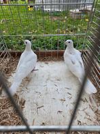 Bonte lachduiven, Dieren en Toebehoren, Vogels | Duiven