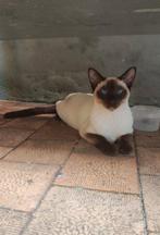 SIAMOISE style Oriental femelle, Chatte ou Chat, Vermifugé, 0 à 2 ans
