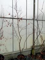 Amelanchier lamarkii, Tuin en Terras, Planten | Bomen, Halfschaduw, Overige soorten, Lente, 100 tot 250 cm