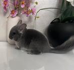 Chinchilla à vendre, Dieren en Toebehoren, Ophalen