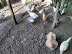 Sebright kippetjes, Dieren en Toebehoren