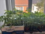 Tomaten planten, Tuin en Terras, Planten | Tuinplanten, Ophalen, Volle zon, Groenteplanten, Eenjarig