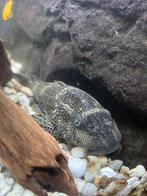 Zeilvinpleco vrouwlijk, Dieren en Toebehoren, Vissen | Aquariumvissen, Vis, Zoetwatervis