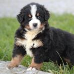 Berner Sennen pups, België, CDV (hondenziekte), Meerdere, Meerdere dieren