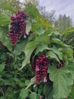 Fazantenbes struiken, Tuin en Terras, Planten | Struiken en Hagen, Ophalen of Verzenden, Overige soorten, Struik, 100 tot 250 cm