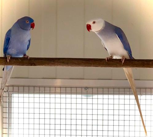 Kweekkoppel halsbandparkieten, Dieren en Toebehoren, Vogels | Parkieten en Papegaaien, Geringd