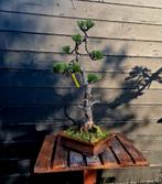 Pinus thunbergii bonsai, Ophalen of Verzenden