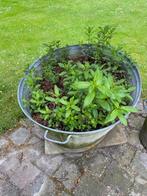 Galvanise kuip 98 cm met diverse soorten munt, Tuin en Terras, Ophalen