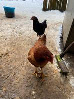 Legkippen 8€/Stuks, Kip