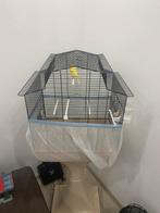 Kanari man met kooi te koop, Dieren en Toebehoren, Ophalen of Verzenden, Zo goed als nieuw