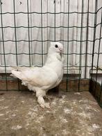 Ooster meeuwtje, Dieren en Toebehoren