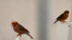 Koppel rode lizards kanarie, Dieren en Toebehoren