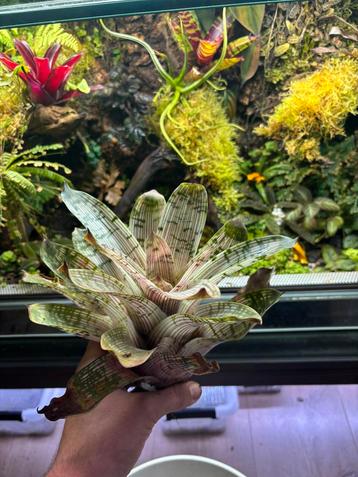 Vriesea gigantea bromelia beschikbaar voor biedingen