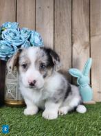 Welsh Corgi Cardigan pups / Corgi pup, Dieren en Toebehoren, België, Overige rassen, CDV (hondenziekte), 8 tot 15 weken
