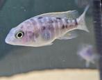 Aulonocara red Blotched malawi cichliden hobbykweek, Dieren en Toebehoren, Vissen | Aquariumvissen, Vis, Zoetwatervis