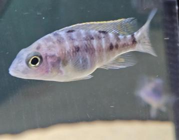 Aulonocara red Blotched malawi cichliden hobbykweek  beschikbaar voor biedingen