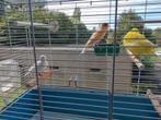 Mooie kanaries ( 20 €per stuk)vast prijs, Dieren en Toebehoren